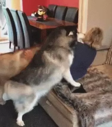 狗狗見到奶奶來,高興得合不攏嘴,這體型一看就是親孫子!