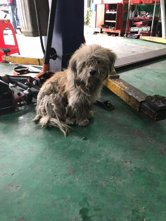 流浪狗被追趕躲到維修廠,趴在角落一直發抖,小夥子心軟留下它