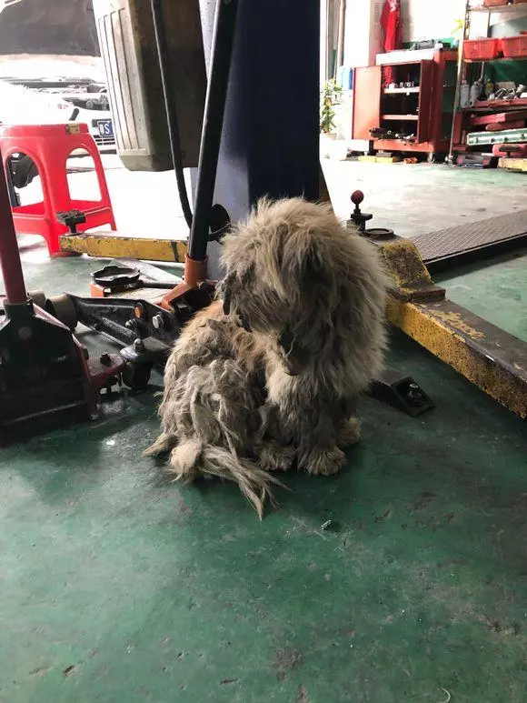 流浪狗被追趕躲到維修廠,趴在角落一直發抖,小夥子心軟留下它