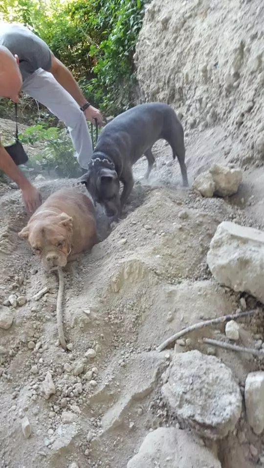 夫婦倆帶著狗狗登山,家裡的狗狗突然刨土挖地,原來地下的這麼可憐。