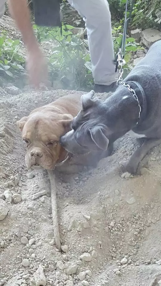 夫婦倆帶著狗狗登山,家裡的狗狗突然刨土挖地,原來地下的這麼可憐。