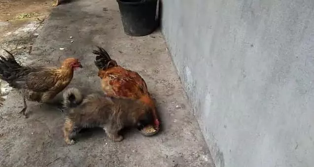 被三隻雞欺負的狗狗,終於在面對自己狗糧被搶的時候爆發了,一聲怒吼嚇傻三隻壞雞。