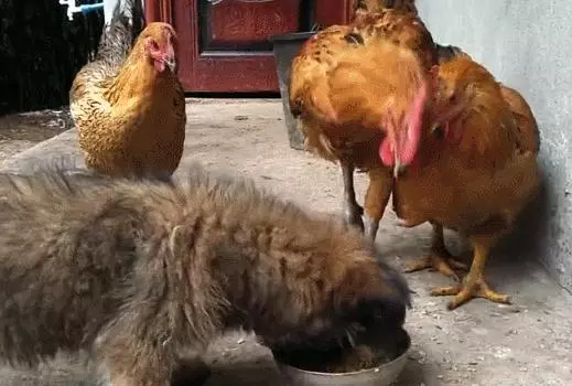 被三隻雞欺負的狗狗,終於在面對自己狗糧被搶的時候爆發了,一聲怒吼嚇傻三隻壞雞。