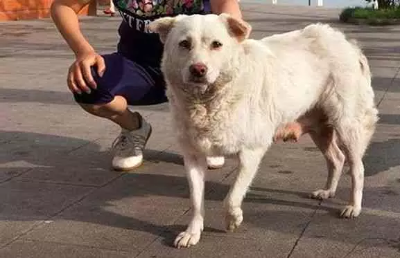 狗狗在菜市場偶遇遺棄它的前主人,沒想到它的反應令人落淚