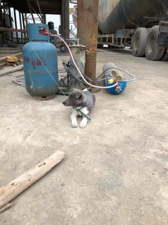 網友偶遇極品土狗,要價300,朋友看過照片後:趕緊掏錢,不虧,太帥氣了