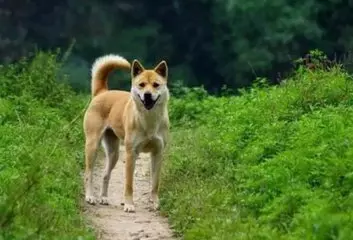 網友偶遇極品土狗,要價300,朋友看過照片後:趕緊掏錢,不虧,太帥氣了
