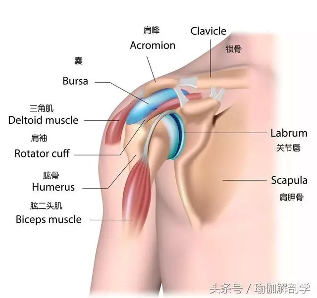 肩膀好僵硬教你?8個動作,教你鬆開肩關節,效果實在太棒了