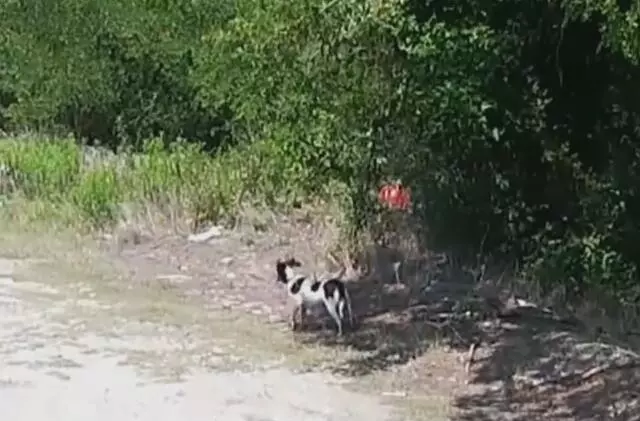 主人將狗狗帶到野外,下車後狗狗滿臉迷茫,但主人的下一個動作讓人看的心碎,心疼可憐的狗狗