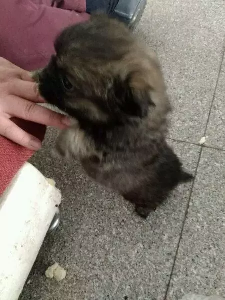撿到只因貪玩而迷路的狗狗,多方打聽才給狗狗找到了家,不過最後看到它主人我卻後悔了