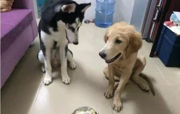 哈士奇獨自出去玩,沒走多遠就聽到一聲慘叫,主人去查看嚎啕大哭,死因令人心痛