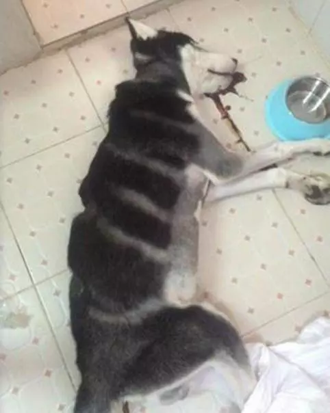 哈士奇獨自出去玩,沒走多遠就聽到一聲慘叫,主人去查看嚎啕大哭,死因令人心痛