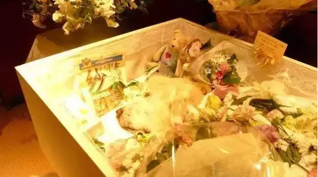 14歲的老金毛即將離去,平時頑皮的小金毛卻做出了一件讓人感動到流淚的事,狗狗有自己的感情方式,但我想說一定不會弱於人類
