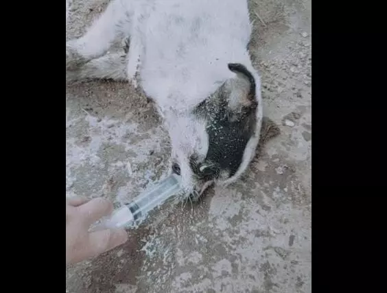 狗狗吃到有毒食物,倒地上不停抽搐,主人竟拿出這個東西搶救沒想到真的救回來了