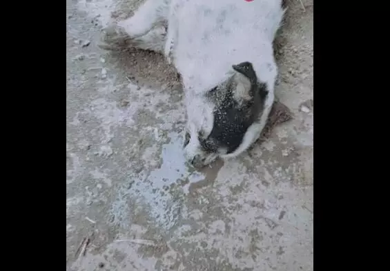 狗狗吃到有毒食物,倒地上不停抽搐,主人竟拿出這個東西搶救沒想到真的救回來了
