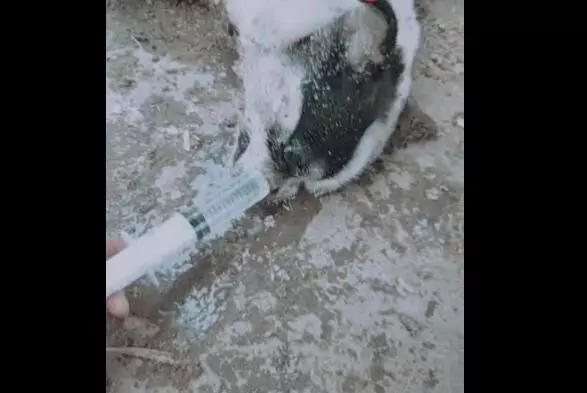 狗狗吃到有毒食物,倒地上不停抽搐,主人竟拿出這個東西搶救沒想到真的救回來了