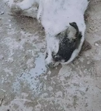 狗狗吃到有毒食物,倒地上不停抽搐,主人竟拿出這個東西搶救沒想到真的救回來了