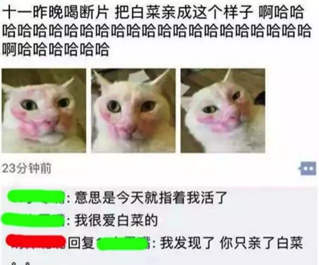當鏟屎官喝醉的時候,你知道你家貓咪是怎麼做的?都經歷了什麼?