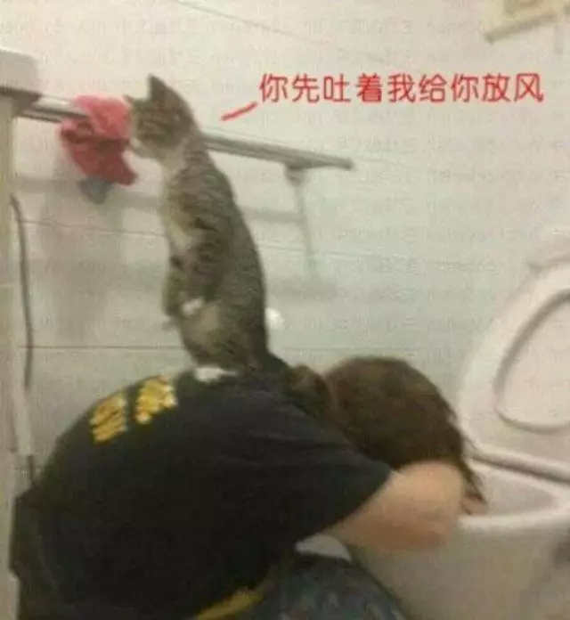當鏟屎官喝醉的時候,你知道你家貓咪是怎麼做的?都經歷了什麼?