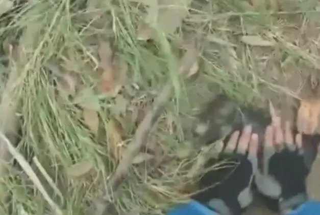 小狗溺水被男子奮力搶救,當小狗睜眼時,男子卻哭了!