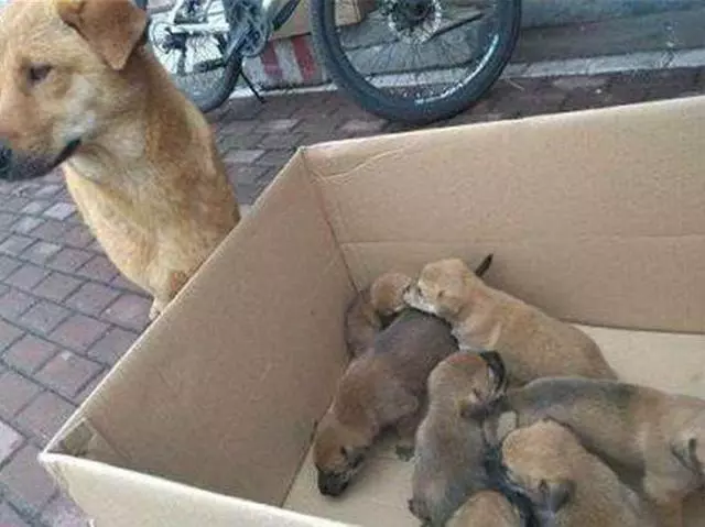 狗媽含淚跟著主人賣掉自己孩子後,挨個串門看自己孩子過得好不好