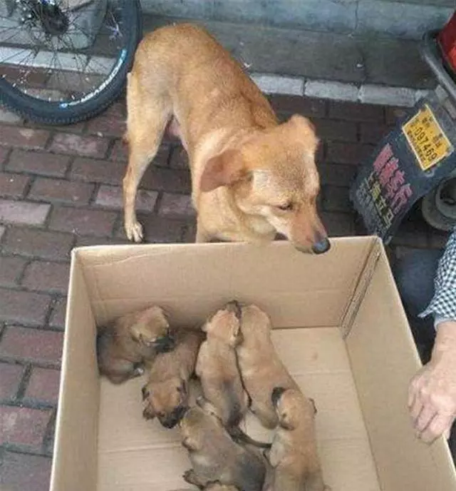 狗媽含淚跟著主人賣掉自己孩子後,挨個串門看自己孩子過得好不好