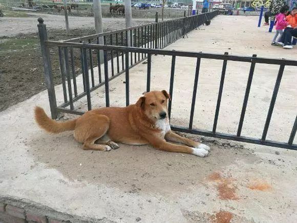 忠心土狗獨自跑8公里路,竟是為了看一眼剛剛出嫁的主人