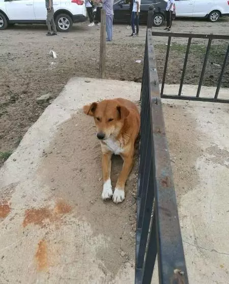 忠心土狗獨自跑8公里路,竟是為了看一眼剛剛出嫁的主人