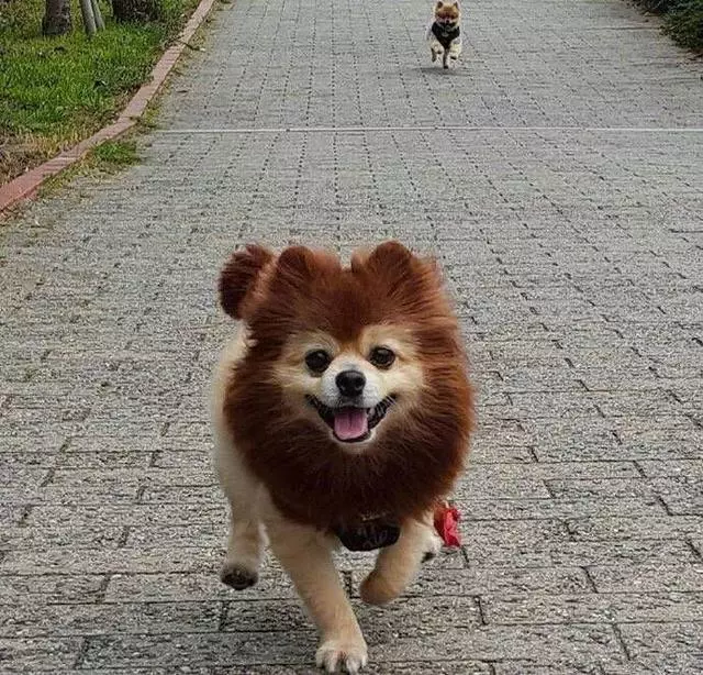 博美犬號稱打遍小區無敵手,沒狗敢接近,最近卻交到一個好朋友