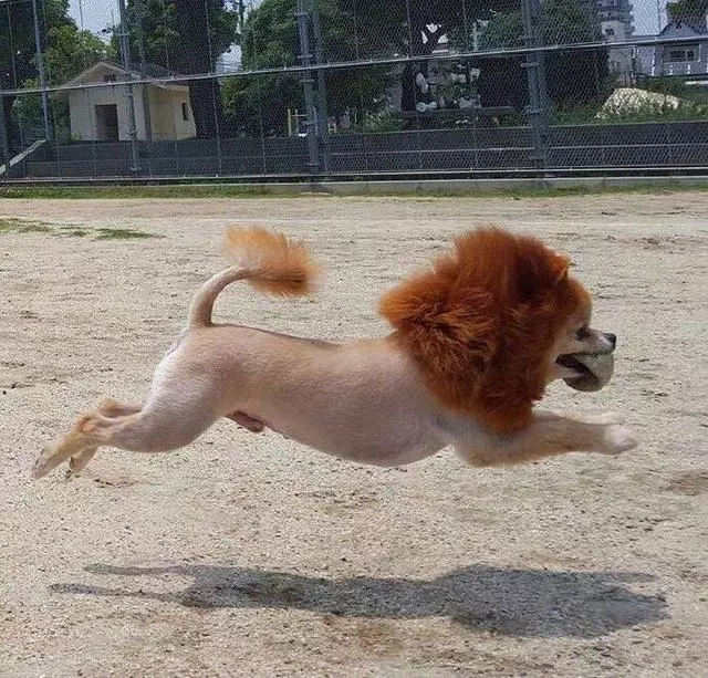 博美犬號稱打遍小區無敵手,沒狗敢接近,最近卻交到一個好朋友