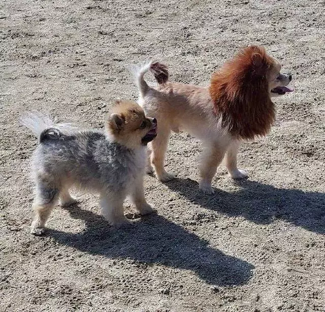 博美犬號稱打遍小區無敵手,沒狗敢接近,最近卻交到一個好朋友
