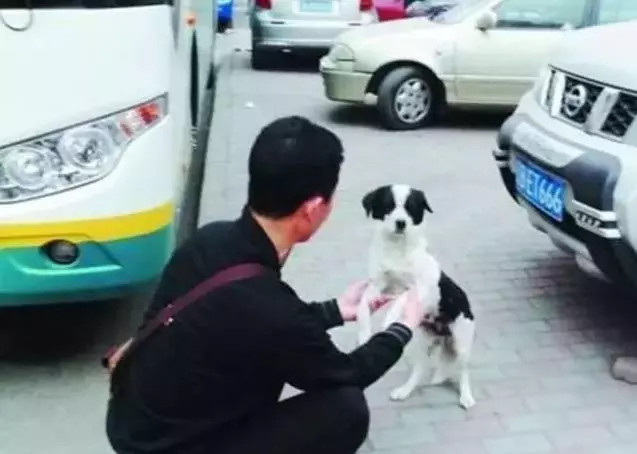 一位好心的先生每天都餵食流浪狗一家,過了一陣子後流浪狗媽媽做出了觸動他心靈的事,從此便成為了一家人。