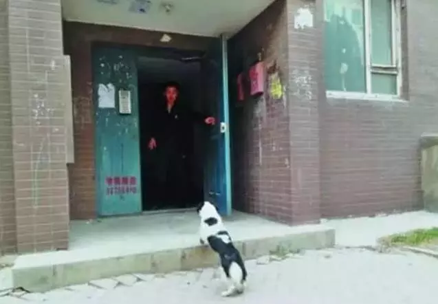一位好心的先生每天都餵食流浪狗一家,過了一陣子後流浪狗媽媽做出了觸動他心靈的事,從此便成為了一家人。
