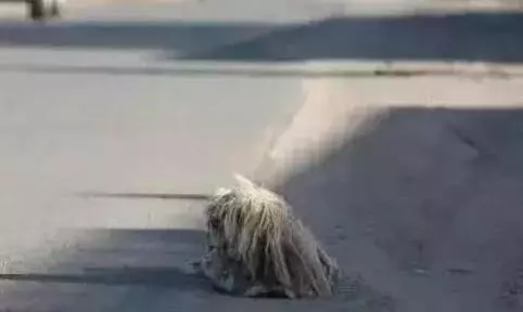 粗心主人旅行時把狗狗弄丟,狗狗每天都蹲在路邊等待,一等就4年,然而四年後等來的結果讓人淚目