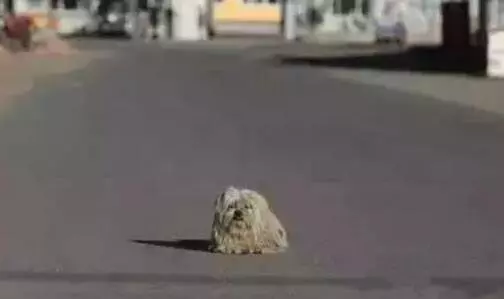 粗心主人旅行時把狗狗弄丟,狗狗每天都蹲在路邊等待,一等就4年,然而四年後等來的結果讓人淚目