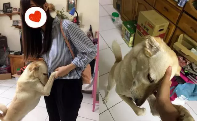 狗狗看到姐姐要出門沖上前求兜風,它連終極撒嬌絕招都使出來了,簡直不要太可愛了。