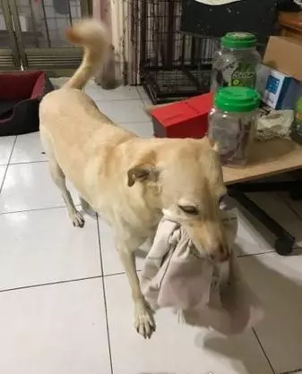 狗狗看到姐姐要出門沖上前求兜風,它連終極撒嬌絕招都使出來了,簡直不要太可愛了。