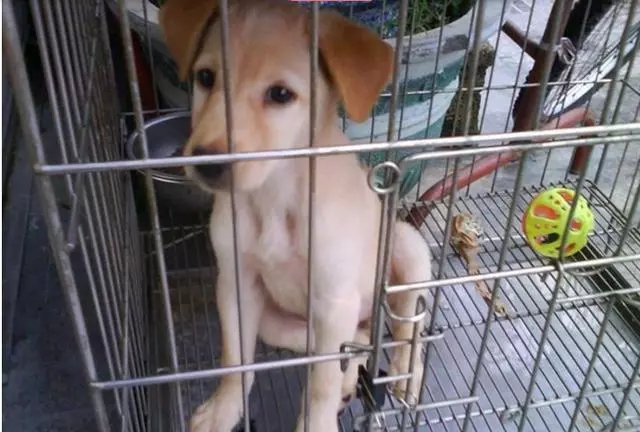 狗狗看到姐姐要出門沖上前求兜風,它連終極撒嬌絕招都使出來了,簡直不要太可愛了。