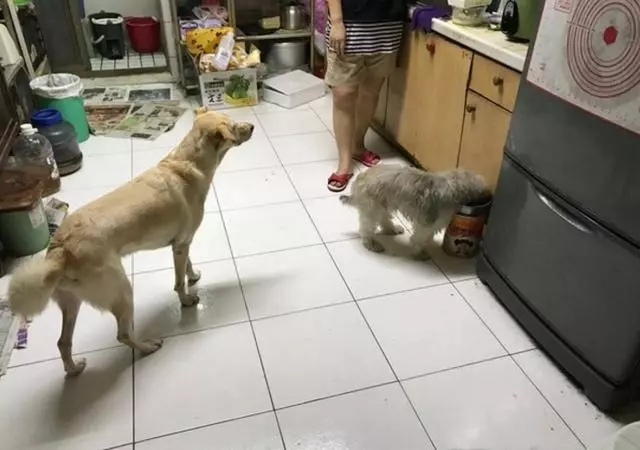 狗狗看到姐姐要出門沖上前求兜風,它連終極撒嬌絕招都使出來了,簡直不要太可愛了。