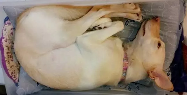 狗狗看到姐姐要出門沖上前求兜風,它連終極撒嬌絕招都使出來了,簡直不要太可愛了。