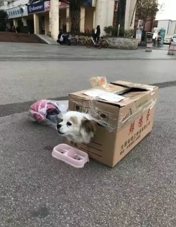 天氣這麼冷,母子倆被丟在路邊,不知道狗主是怎麼想的