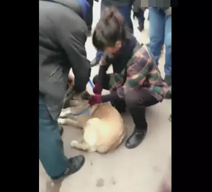 狗狗被女主人賣給狗販,被綁的時候沒有半點掙扎而最後被強行拉走時狗狗拽繩子不舍的那一刻讓人心疼!