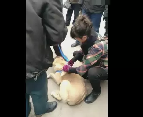 狗狗被女主人賣給狗販,被綁的時候沒有半點掙扎而最後被強行拉走時狗狗拽繩子不舍的那一刻讓人心疼!