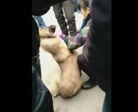 狗狗被女主人賣給狗販,被綁的時候沒有半點掙扎而最後被強行拉走時狗狗拽繩子不舍的那一刻讓人心疼!