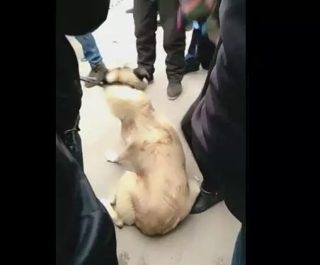 狗狗被女主人賣給狗販,被綁的時候沒有半點掙扎而最後被強行拉走時狗狗拽繩子不舍的那一刻讓人心疼!