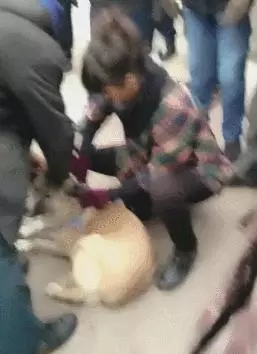狗狗被女主人賣給狗販,被綁的時候沒有半點掙扎而最後被強行拉走時狗狗拽繩子不舍的那一刻讓人心疼!