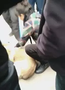 狗狗被女主人賣給狗販,被綁的時候沒有半點掙扎而最後被強行拉走時狗狗拽繩子不舍的那一刻讓人心疼!