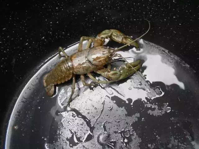 7張「視覺混淆照片」99%的人都看不出真相,差點就被自己的眼睛騙慘了!