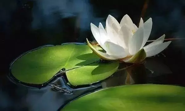 佛告訴你,情人是什麼?