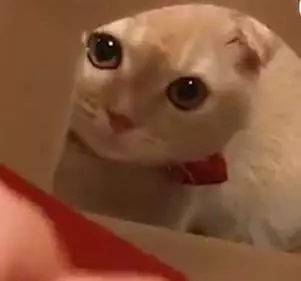 壞心眼主人誘惑貓咪鑽包裝盒,小奶貓鑽進去後,卡在那兒動不了:救命啊!