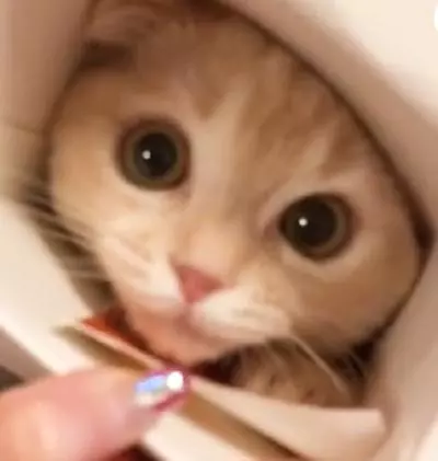 壞心眼主人誘惑貓咪鑽包裝盒,小奶貓鑽進去後,卡在那兒動不了:救命啊!